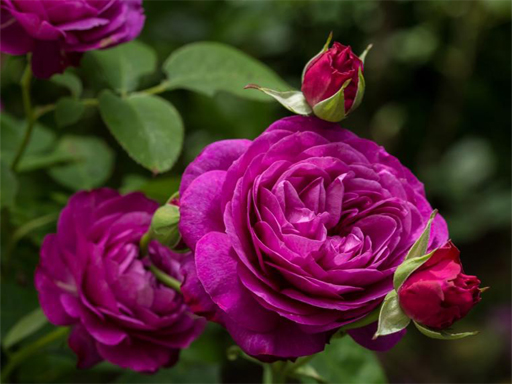 Пазл с фиолетовыми розами